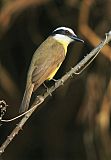 Great Kiskadee